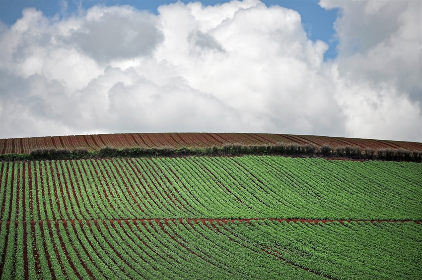 Horticulture New Zealand